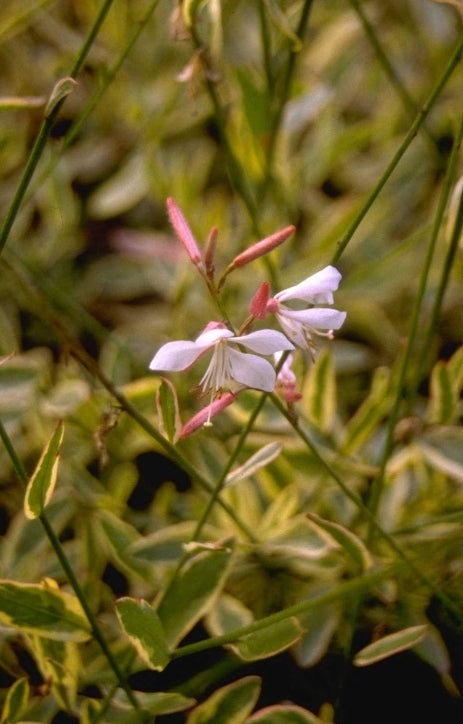 Prachtkaars - Gaura lindheimeri 'Corrie's Gold'