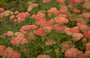 Gewoon duizendblad - Achillea millefolium 'Fanal'