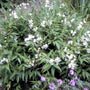 Bruidsbloem - Deutzia gracilis 'Nikko'