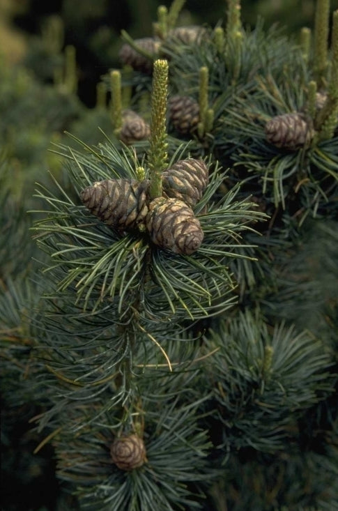Japanse witte den - Pinus parviflora 'Glauca'