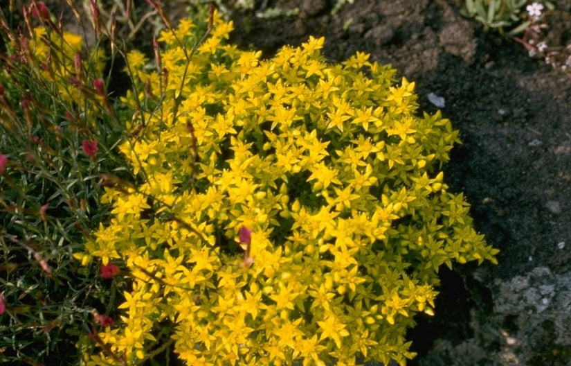 Muurpeper - Sedum acre 'Yellow Queen'