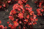 Scheefblad - Begonia semperflorens 'Rood'