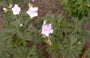 Beemdooievaarsbek - Geranium pratense 'Striatum'