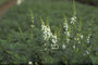 Vlasleeuwenbek - Linaria purpurea 'Springside White'