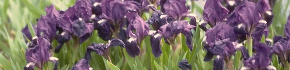 Lis - Iris 'Atroviolacea'