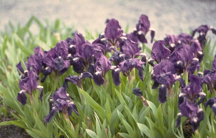 Lis - Iris 'Atroviolacea'