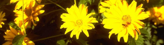 Zonneoog - Heliopsis helianthoides 'Spitzentänzerin'