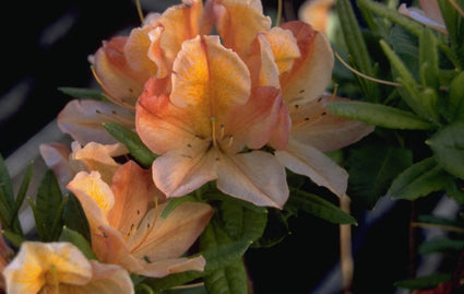 Rododendron - Rhododendron 'Koningin Emma'