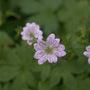 Ooievaarsbek - Geranium versicolor