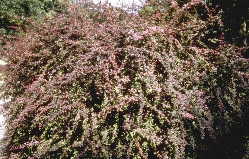 Japanse zuurbes - Berberis thunbergii 'Atropurpurea'