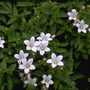 Klokje - Campanula lactiflora 'White Pouffe'
