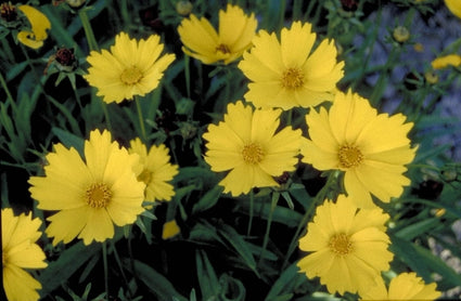 Meisjesogen - Coreopsis grandiflora 'Flying Saucers'