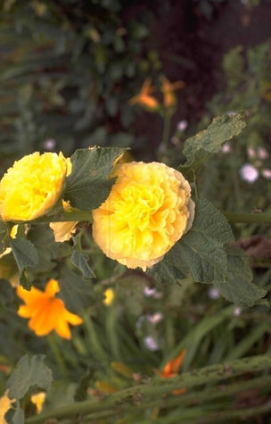 Stokroos - Alcea rosea 'Pleniflora' geel