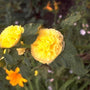 Stokroos - Alcea rosea 'Pleniflora' geel