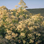 Koninginnenkruid - Eupatorium maculatum 'Album'