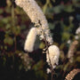 Zilverkaars - Cimicifuga simplex 'White Pearl'