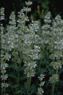 Salvia Verticillata 'Alba'