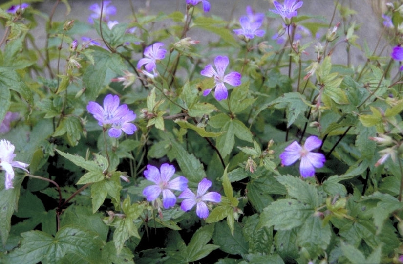 Ooievaarsbek - Geranium nodosum 'Swiss Purple'