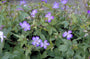 Ooievaarsbek - Geranium nodosum 'Swiss Purple'