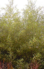 Hotei Bamboe - Phyllostachys aurea