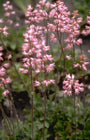 Purperklokje - Heuchera 'Jubilee'