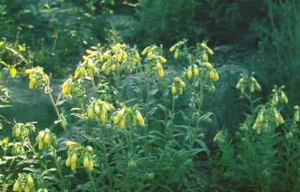 Onosma helvetica