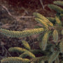 Picea jezoensis 'Aurea'