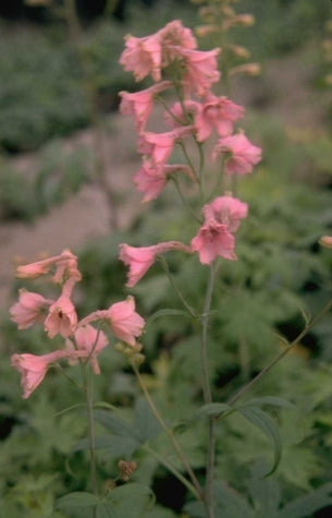 Ridderspoor - Delphinium x ruysii 'Pink Sensation'