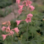 Ridderspoor - Delphinium x ruysii 'Pink Sensation'