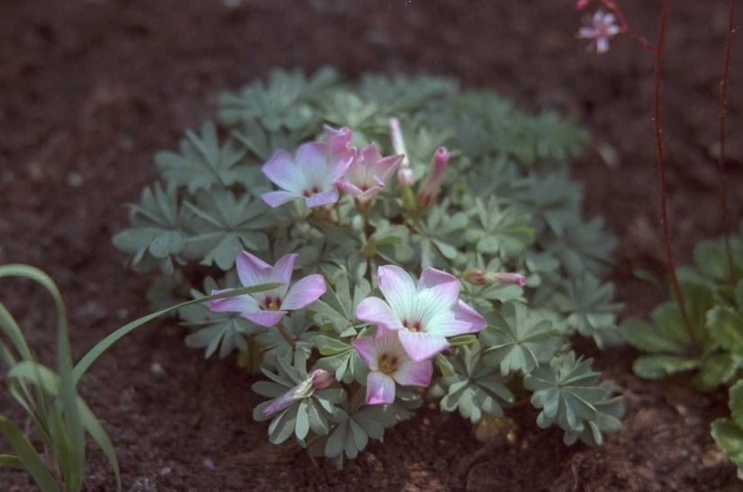 Oxalis adenophylla