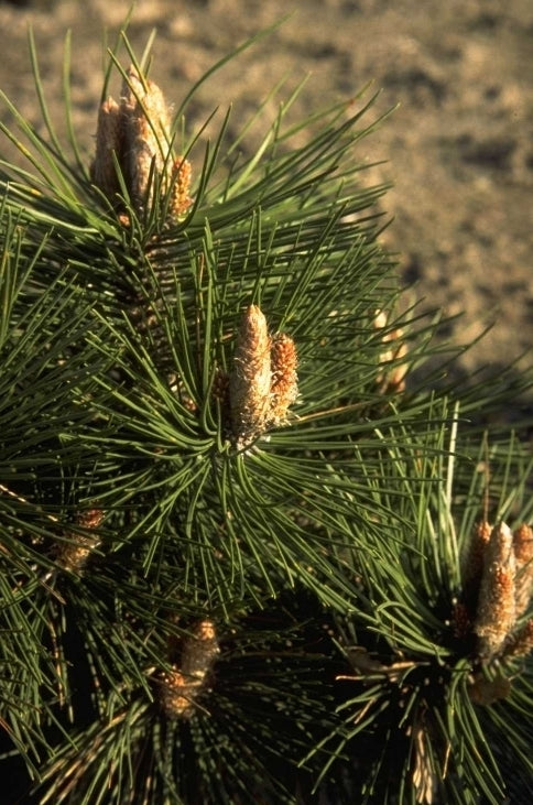 Pinus nigra 'Buda'