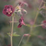 Donkere ooievaarsbek - Geranium phaeum var. purpureum