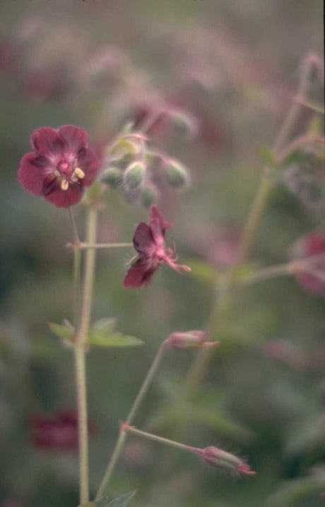 Donkere ooievaarsbek - Geranium phaeum var. purpureum