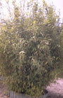 Bamboe - Fargesia murieliae