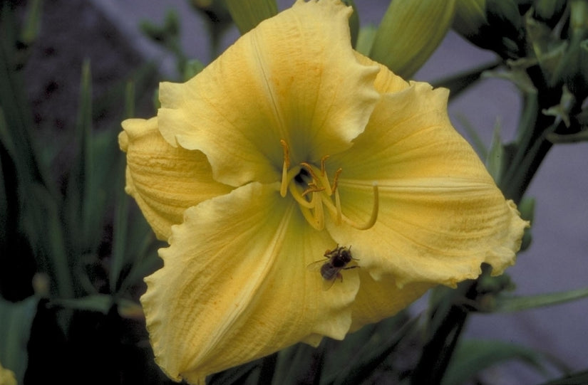 Daglelie - Hemerocallis 'Beauty to Behold'