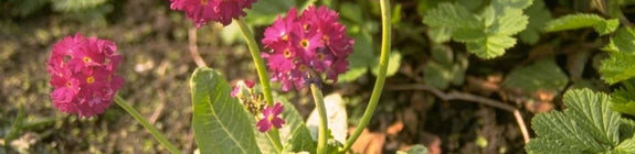 Kogelprimula - Primula denticulata 'Rubin'