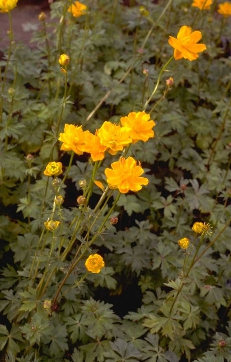 Trollius chinensis 'Golden Queen'