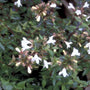 Abelia - Abelia Grandiflora 'Sherwood'