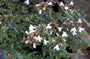 Abelia - Abelia Grandiflora 'Sherwood'