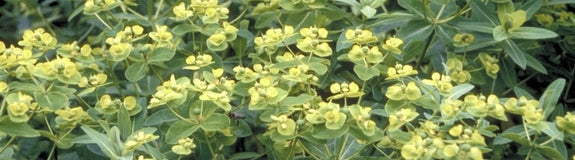 Wolfsmelk - Euphorbia schillingii