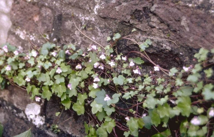 Cymbalaria muralis