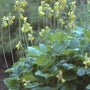 Sleutelbloem - Primula florindae