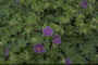 Ooievaarsbek - Geranium ibericum