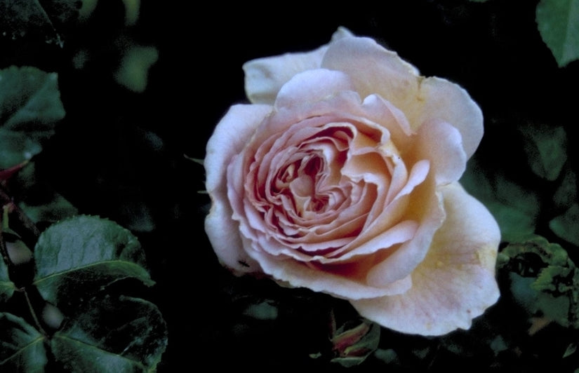 Engelse roos - Rosa 'Abraham Darby'