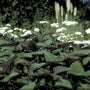 Koninginnekruid - Eupatorium rugosum 'Chocolate'