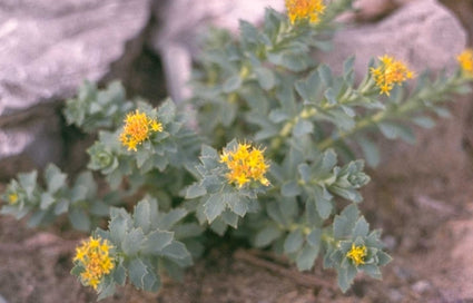 Rhodiola rosea