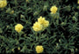 Zonneroosje - Helianthemum 'Sulphureum Plenum'