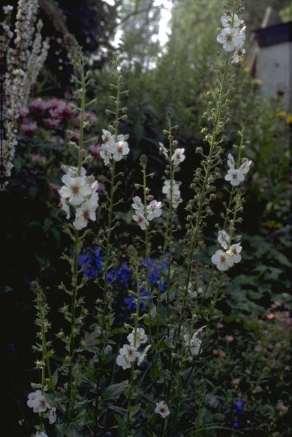 Mottenkruid - Verbascum blattaria 'Albiflorum'
