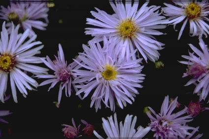 Aster 'Silberteppich'