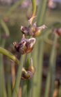 Egyptische ui - Allium Cepa 'Proliferum'